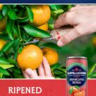 San Pellegrino Italian Sparkling Drinks Tastefully Light Sparkling Blood Orange Canned Soft Drink 12 x 330ml