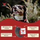 The Buffalo Co. Buffalo Horns for Dogs Large 6–8 Inch