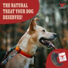 The Buffalo Co. Buffalo Horns for Dogs Large 6–8 Inch